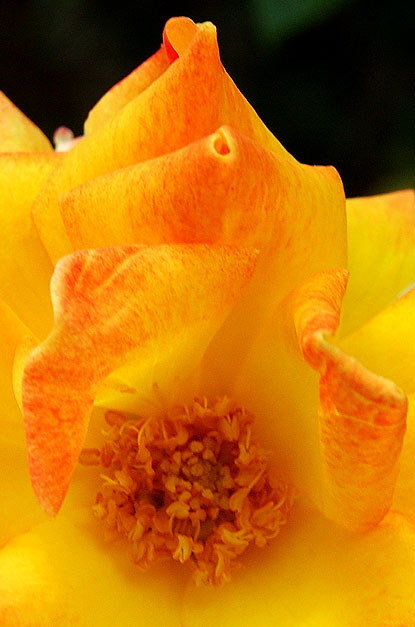 Rose, close-up, North Roxbury Drive, Beverly Hills