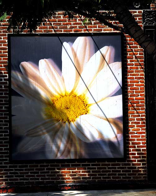 Giant flower picture on red brick wall, Third Street Promenade, Santa Monica