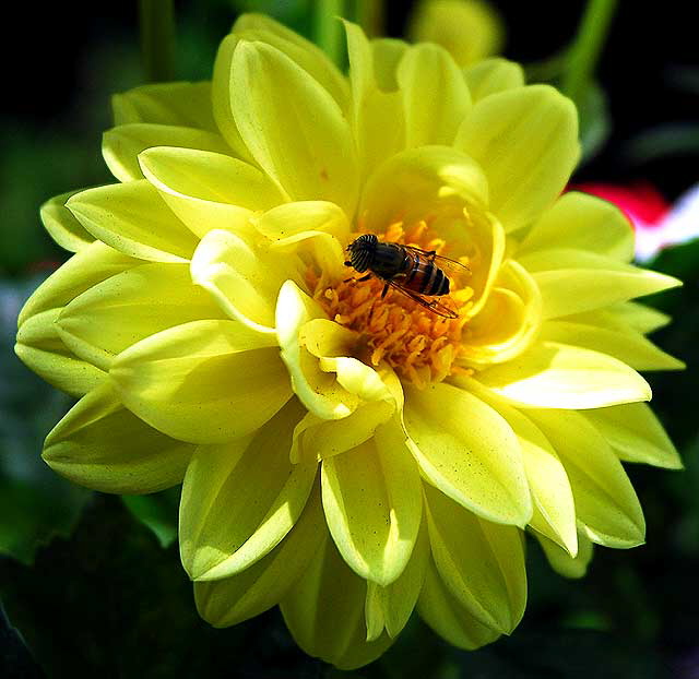 Bee in Yellow Bloom