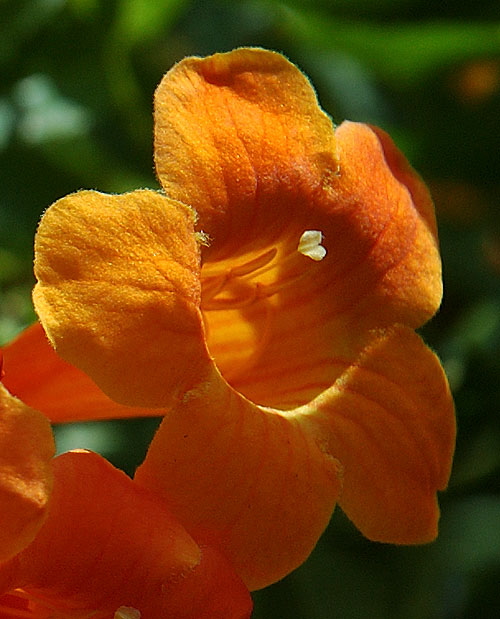 Backlit orange bloom