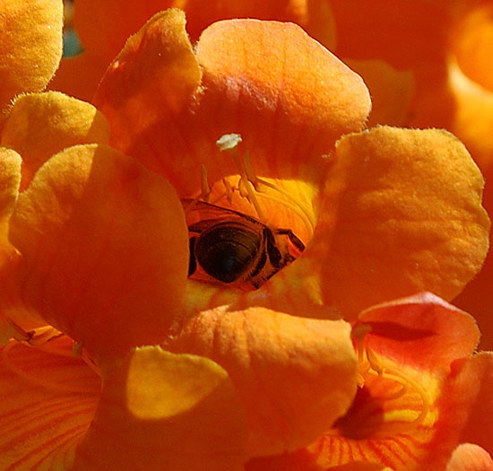 Bee in orange flower