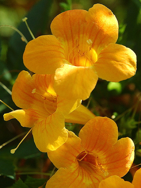 Backlit orange bloom