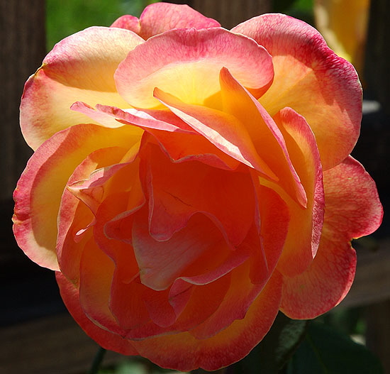 Backlit rose, close-up