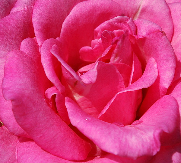 Backlit rose, close-up