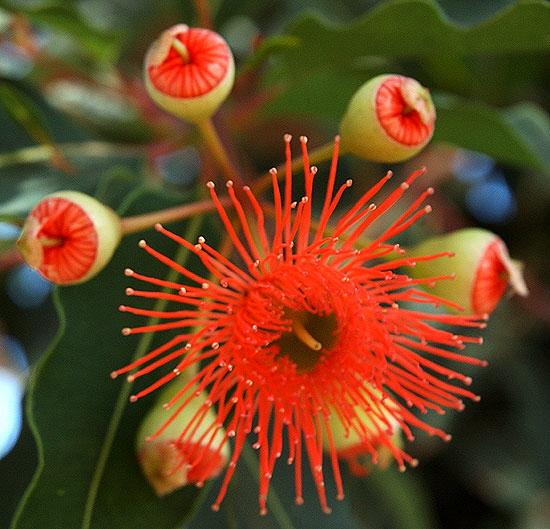 "Bottle Brush" tree