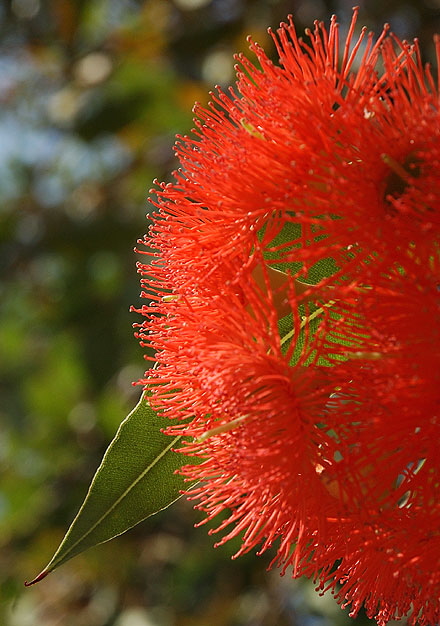 "Bottle Brush" tree