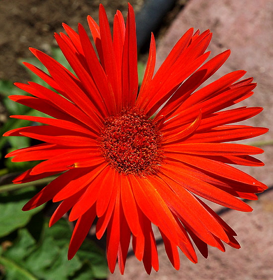 Red Shasta Daisy