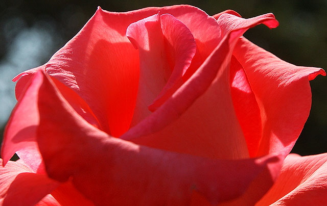 Backlit rose, close-up