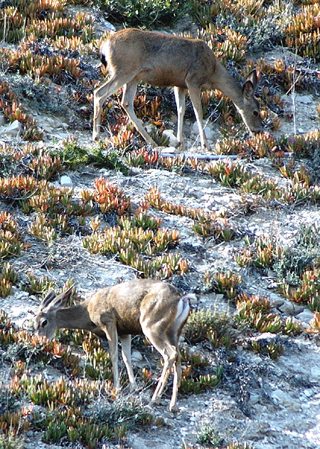 Deer on Malibu hillside