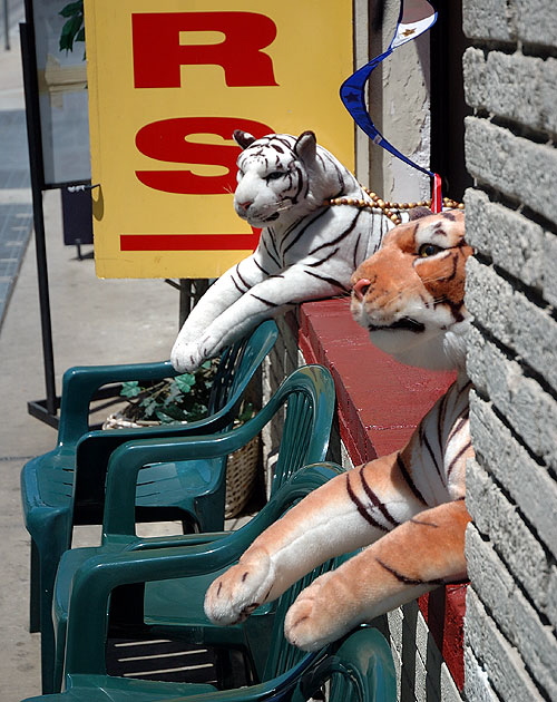 Hollywood - tigers at a tour office on a side street