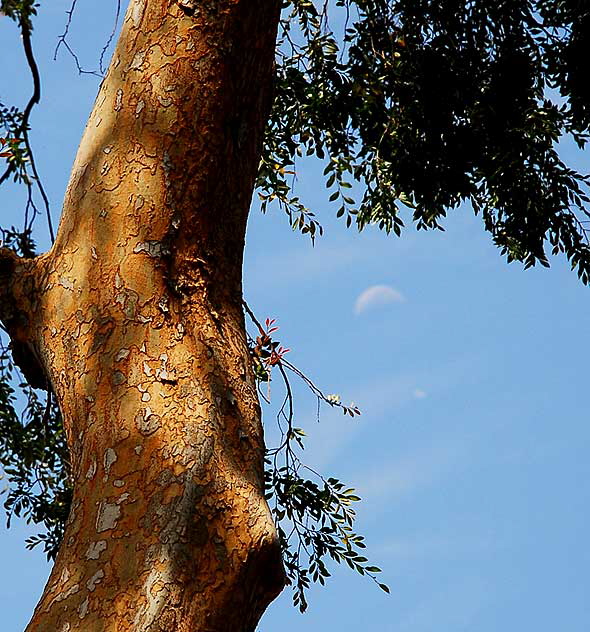 Half moon at noon, Beverly Hills