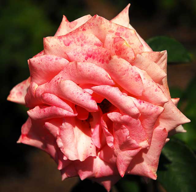 Mottled Rose