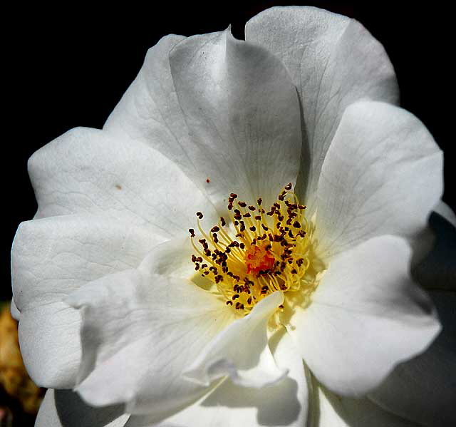 White Rose