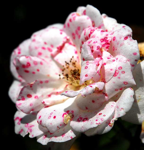 Mottled Rose