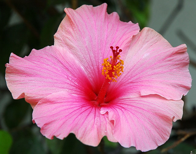 Hibiscus