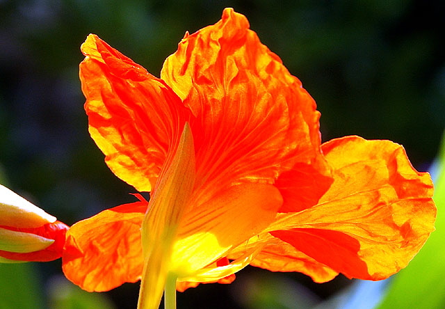 Orange bloom - curbside garden at the southwest corner of Dorrington Avenue and San Vicente Boulevard in West Hollywood