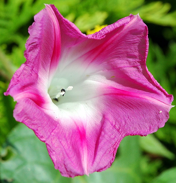 "Bell" bloom - curbside garden at the southwest corner of Dorrington Avenue and San Vicente Boulevard in West Hollywood