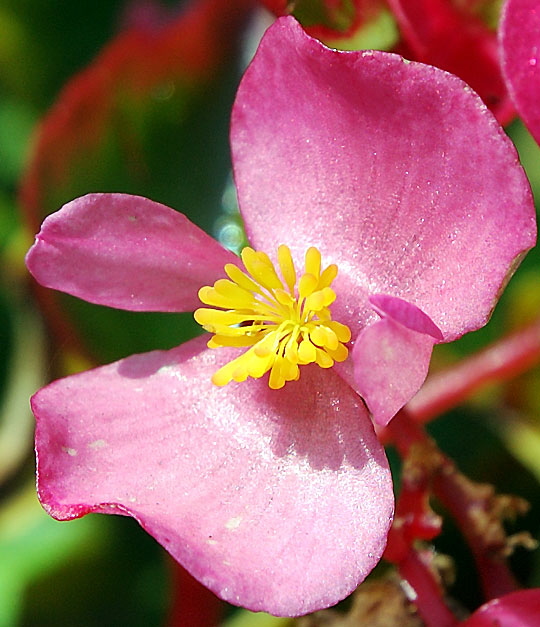 Common begonia - curbside garden at the southwest corner of Dorrington Avenue and San Vicente Boulevard in West Hollywood