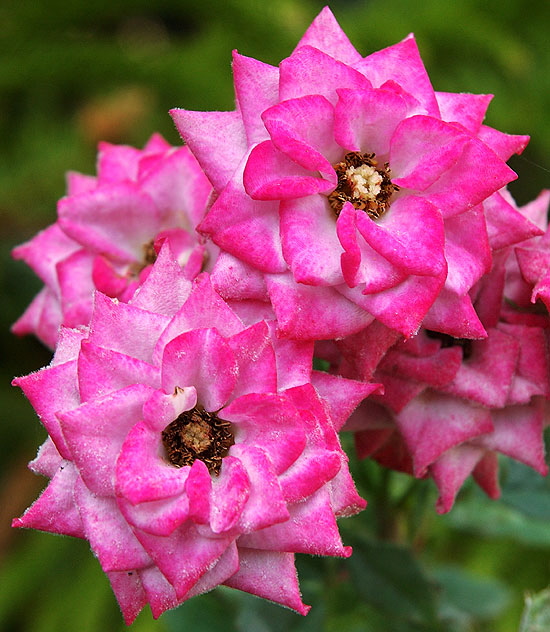 Dust roses, grouped - curbside garden at the southwest corner of Dorrington Avenue and San Vicente Boulevard in West Hollywood