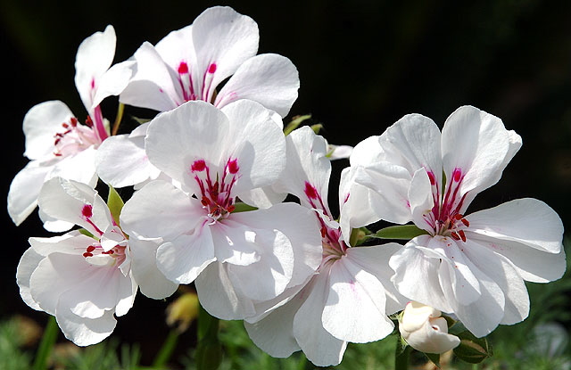 White impatiens - curbside garden at the southwest corner of Dorrington Avenue and San Vicente Boulevard in West Hollywood