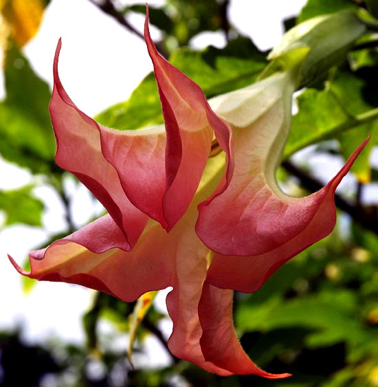 "Bell" bloom - curbside garden at the southwest corner of Dorrington Avenue and San Vicente Boulevard in West Hollywood