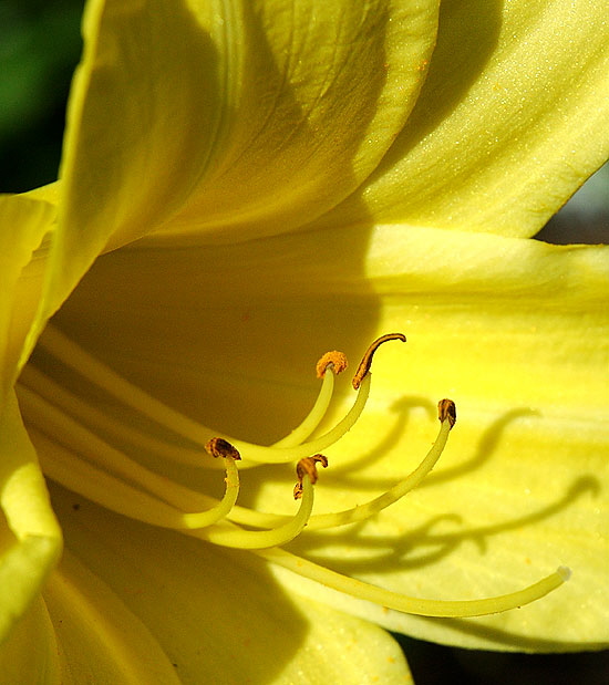 Just a common daylily - shadows and sparkles -