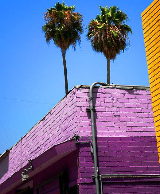 Two palm tree and painted brick walls, Hollywood