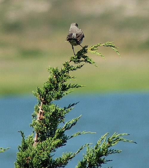 Northern Mockingbird, Mimus polyglottos