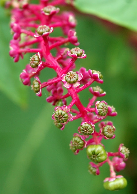 Marsh bloom