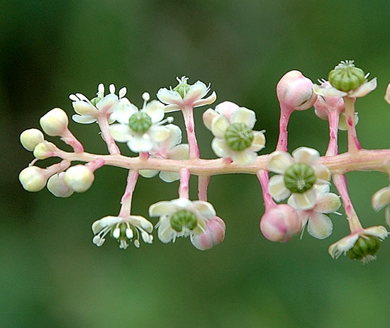 Marsh bloom