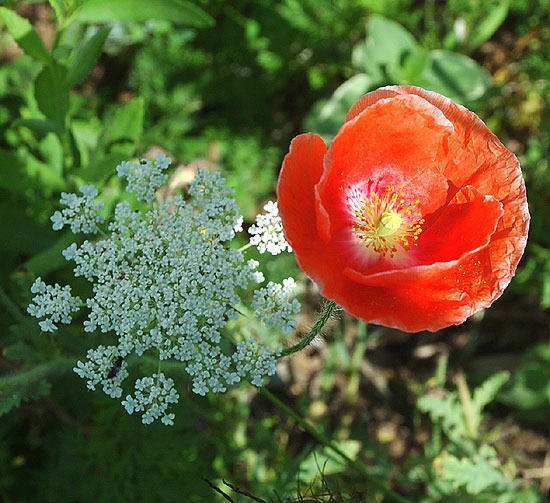 Cape Cod Blooms