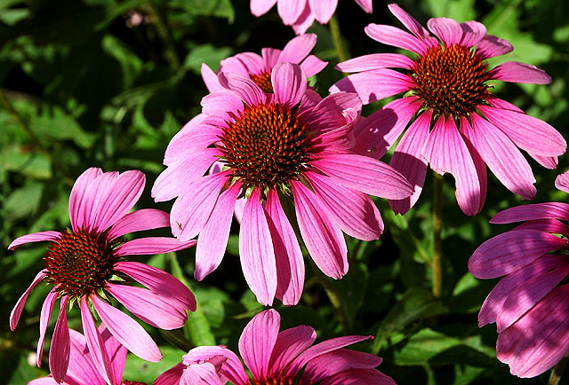 Cape Cod Blooms