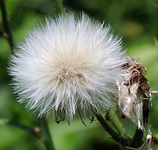 Whiter Thistle