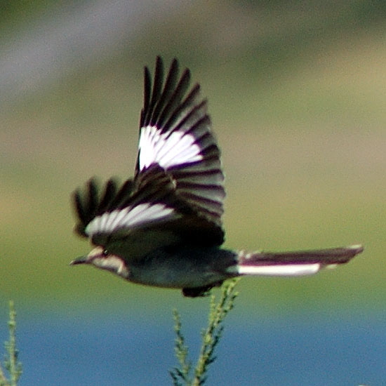 Northern Harrier or Marsh Hawk