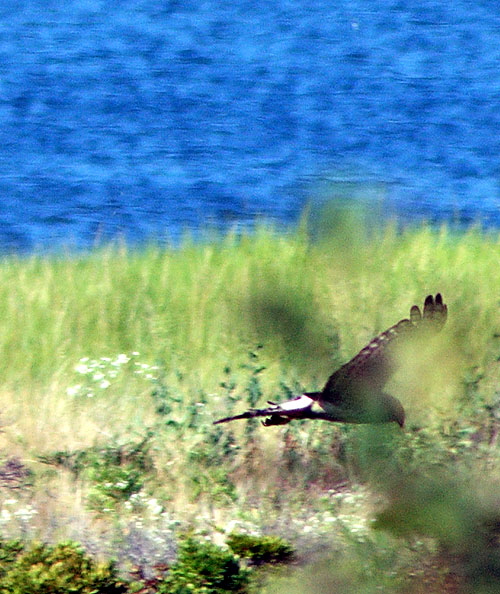 Northern Harrier or Marsh Hawk