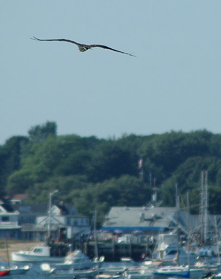 Northern Harrier or Marsh Hawk