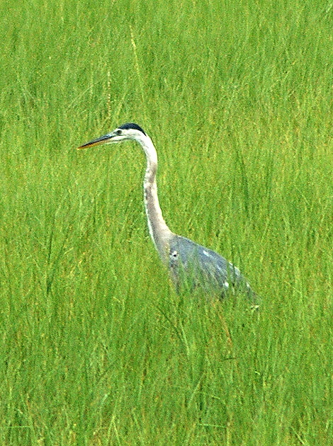 Great Blue Heron (Ardea Herodias)