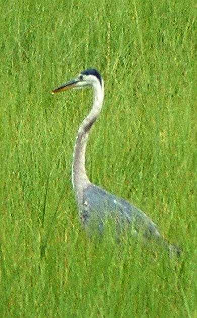 Great Blue Heron (Ardea Herodias)