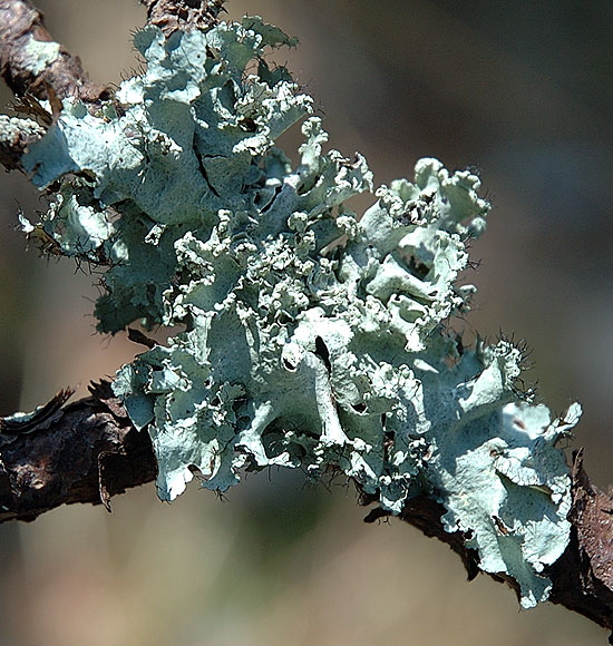 Lichen on pine, Herring Pond, Eastham, Cape Cod