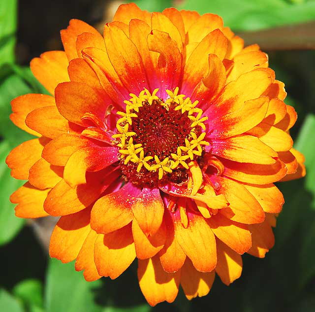 Chrysanthemum in the courtyard of the Los Angeles County Museum of Art (LACMA) - Wilshire Boulevard