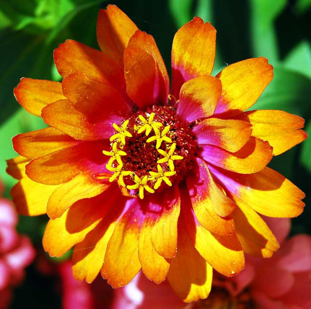 Chrysanthemum in the courtyard of the Los Angeles County Museum of Art (LACMA) - Wilshire Boulevard