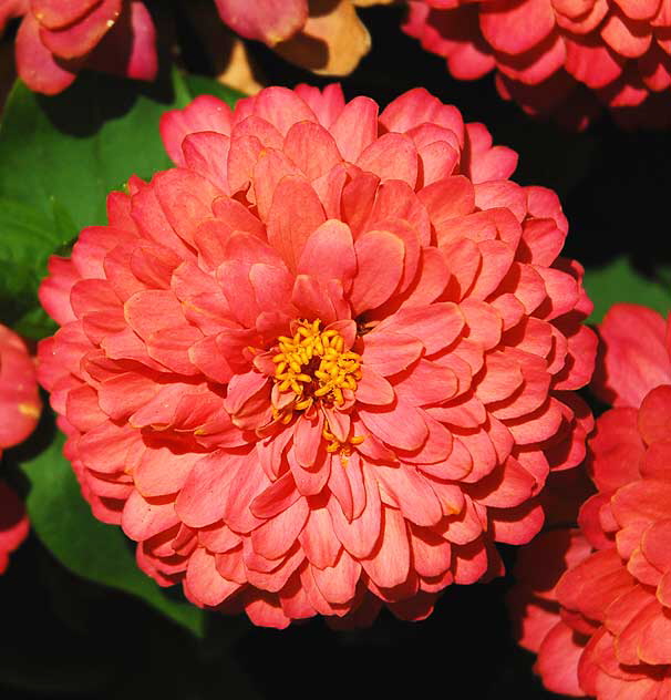 Chrysanthemums in the courtyard of the Los Angeles County Museum of Art (LACMA) - Wilshire Boulevard