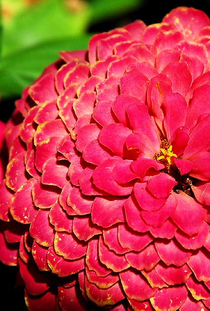 Chrysanthemums in the courtyard of the Los Angeles County Museum of Art (LACMA) - Wilshire Boulevard