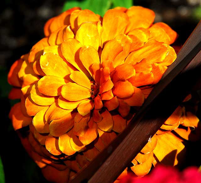 Chrysanthemums in the courtyard of the Los Angeles County Museum of Art (LACMA) - Wilshire Boulevard