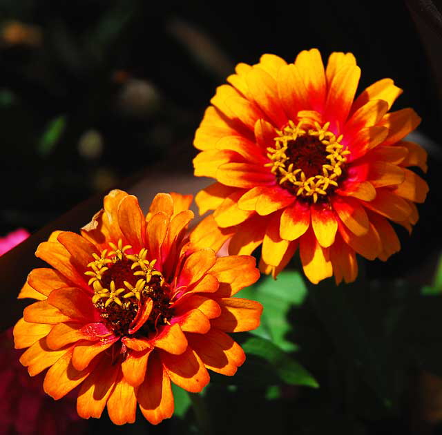 Chrysanthemums in the courtyard of the Los Angeles County Museum of Art (LACMA) - Wilshire Boulevard