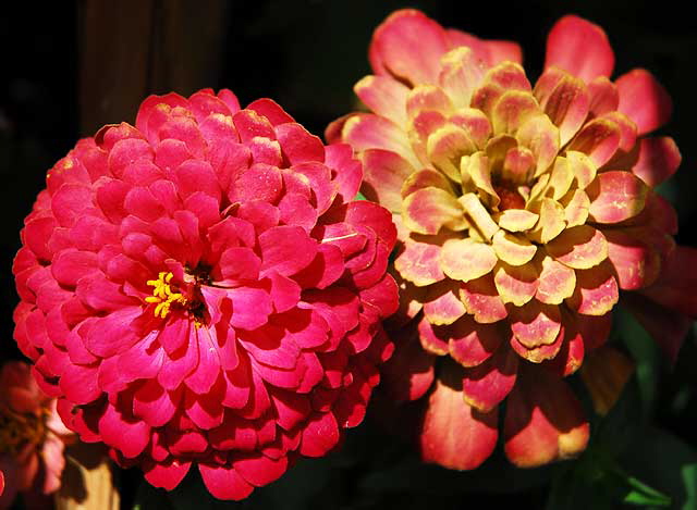 Chrysanthemums in the courtyard of the Los Angeles County Museum of Art (LACMA) - Wilshire Boulevard