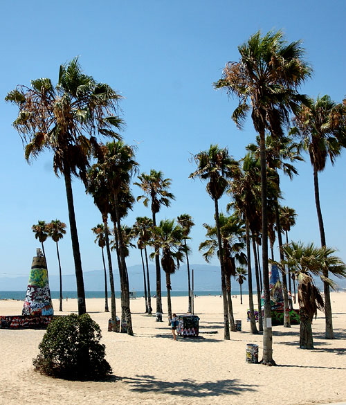 Palms, Venice Beach