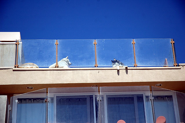 Roof Dogs - Oceanfront Walk, Venice Beach