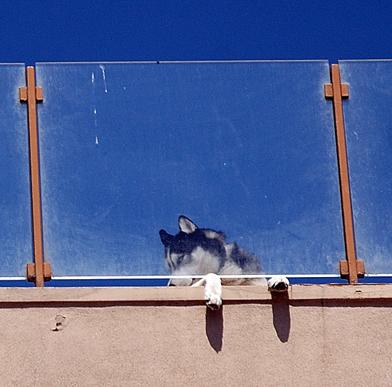 Roof Dog - Oceanfront Walk, Venice Beach