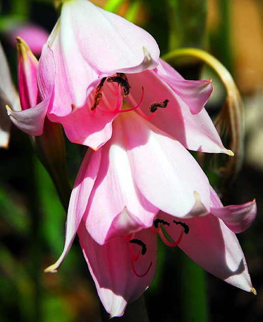 Pink Bells